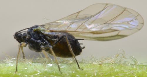 Aphis hederae